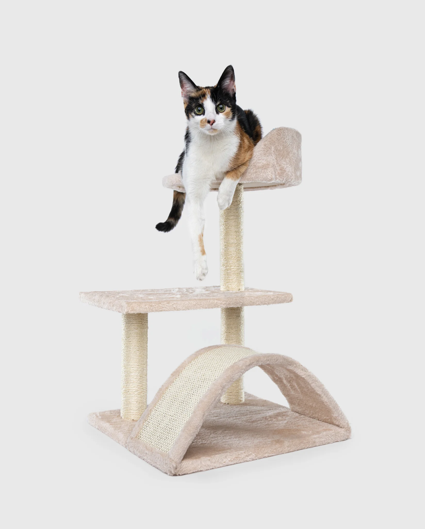CAT IMAGES - cat-portraits-klaus-dyba-23 - PETS Photography by Klaus Dyba